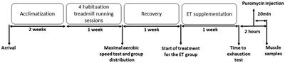 Ergothioneine Improves Aerobic Performance Without Any Negative Effect on Early Muscle Recovery Signaling in Response to Acute Exercise